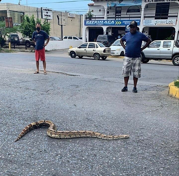 Encuentran una tragavenado en la avenida Principal de&nbsp;Lecheria