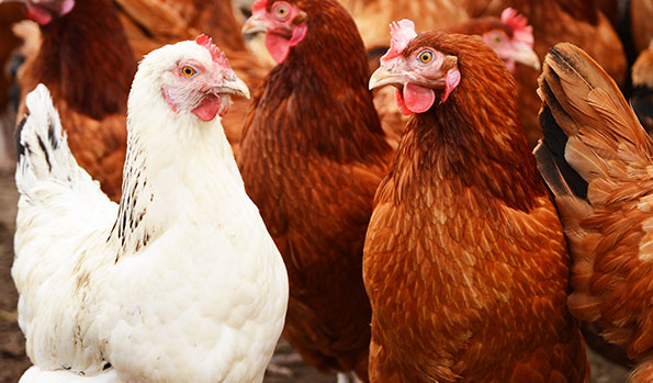 Gallinas blancas están «desaparecidas» de la zona norte de&nbsp;Anzoátegui