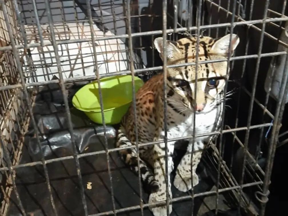 Cunaguaro que estaba en sede del Minec Anzoátegui fue trasladado a&nbsp;Caricuao