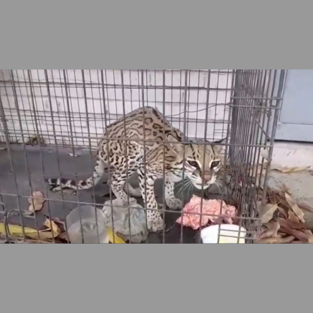 Murió cunaguaro que estaba en resguardo en el Minec&nbsp;Barcelona