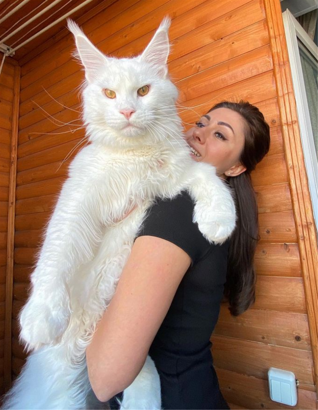 Kefir, el gato más grandedel&nbsp;mundo