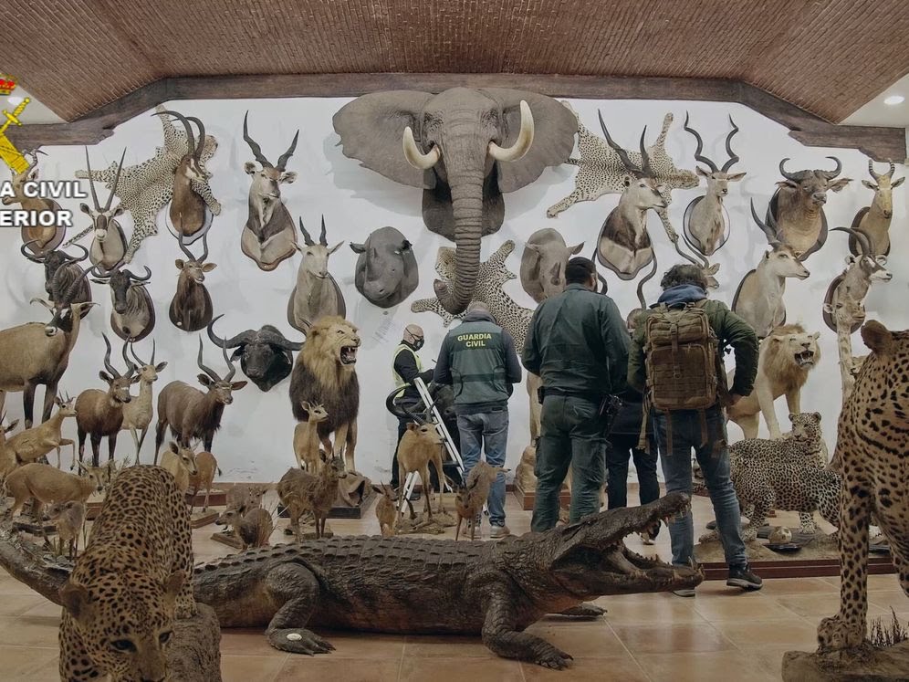 Incautan 1.090 animales disecados en&nbsp;España