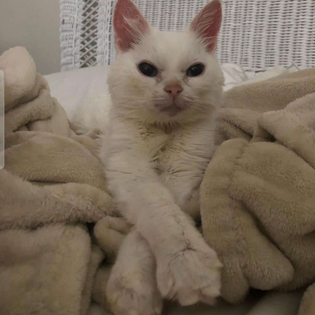 Falleció «Annie», la gatita con cara&nbsp;enojada