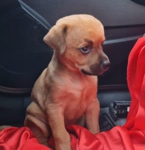 Muere ‘Chupete’, el perrito con&nbsp;hidrocefalia