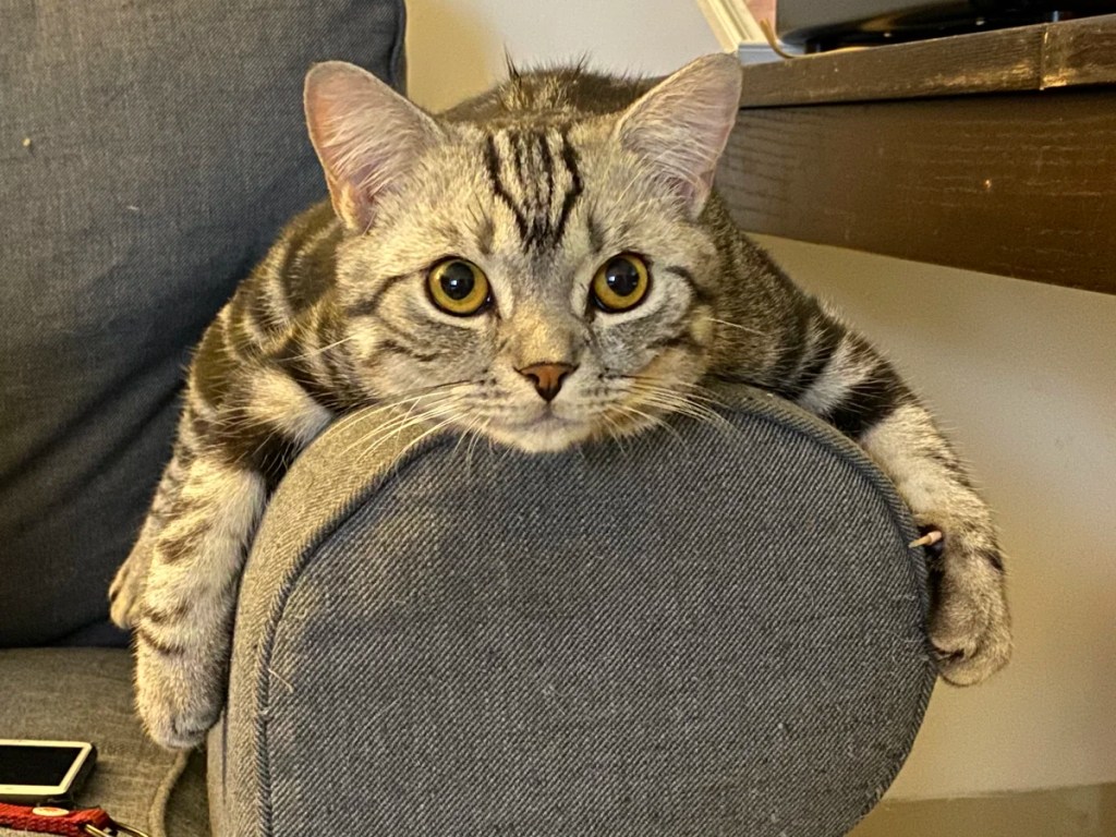 El gato fue declarado especie invasora en&nbsp;Polonia