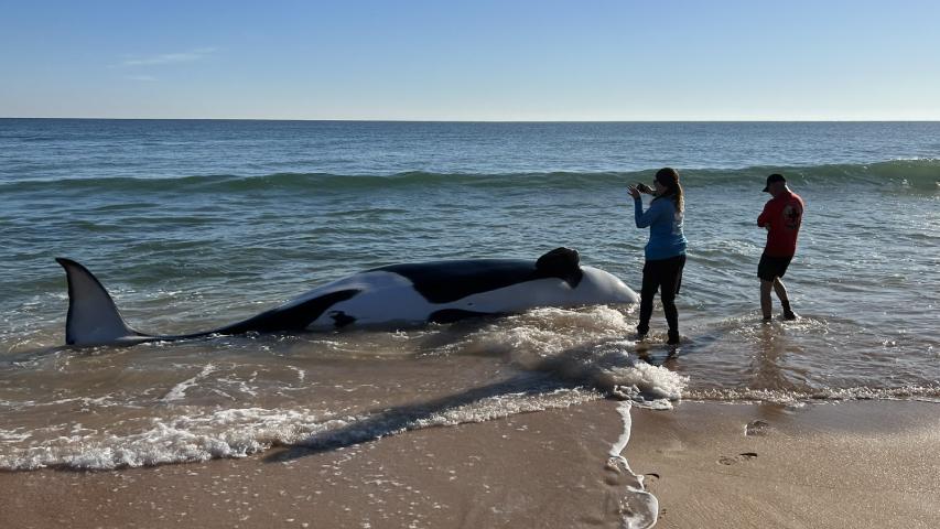 Orca de 6 metros murió varada en playa de&nbsp;Florida