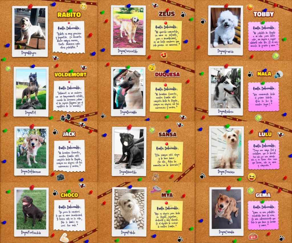 Calendario Dogourmet 2023 ya está&nbsp;disponible