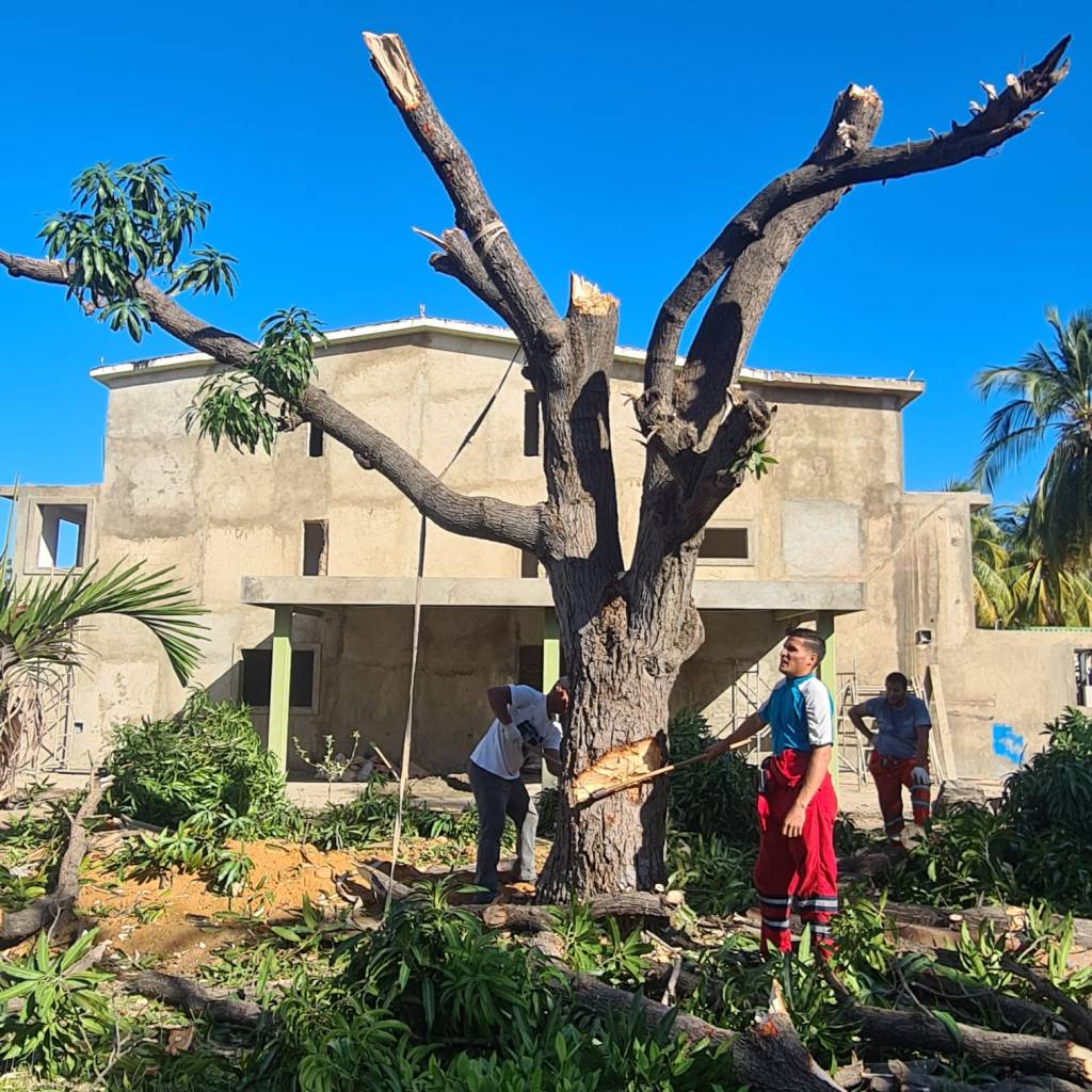 Varios propietarios de Puerto Morro denuncian tala de&nbsp;árboles