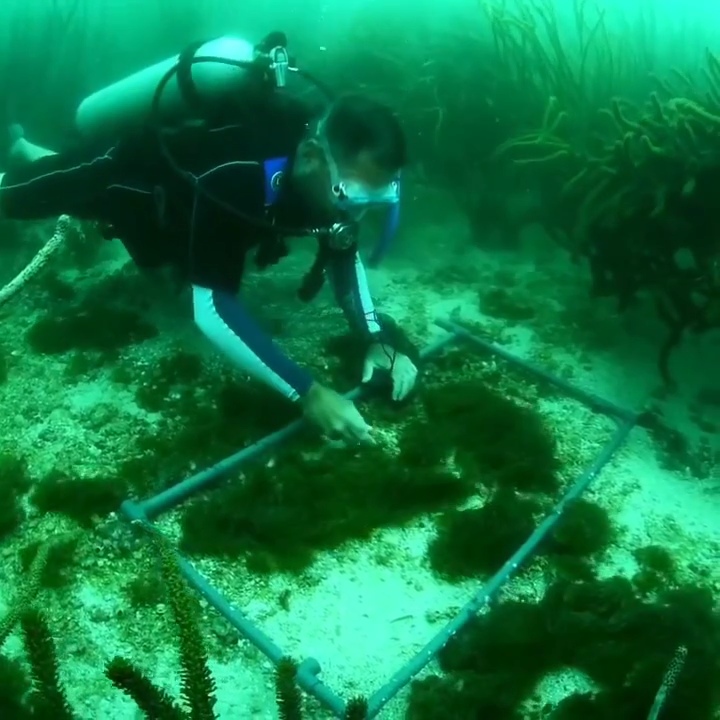 La unomia stolonifera amenaza el ecosistema marino de&nbsp;Venezuela