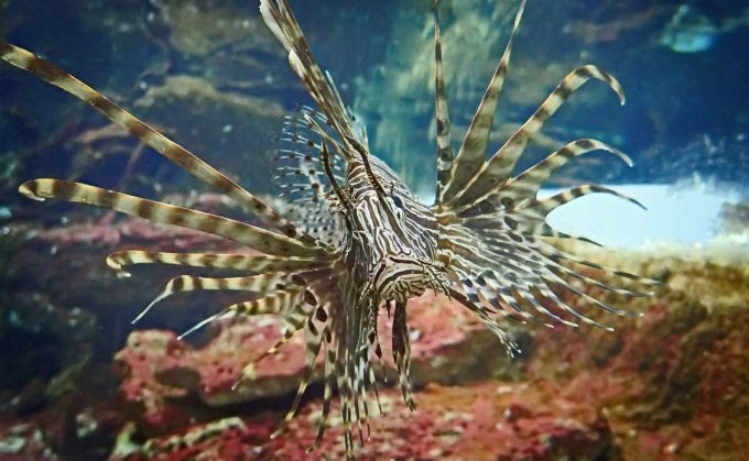 El Inea promueve jornada de extracción del pez león en&nbsp;Mochima