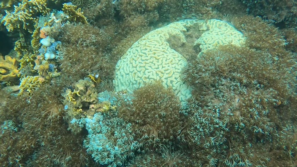 Trabajan para evitar que la Unomia Stelonifera llegue a playas con acceso desde el pueblo de Mochima en&nbsp;Sucre