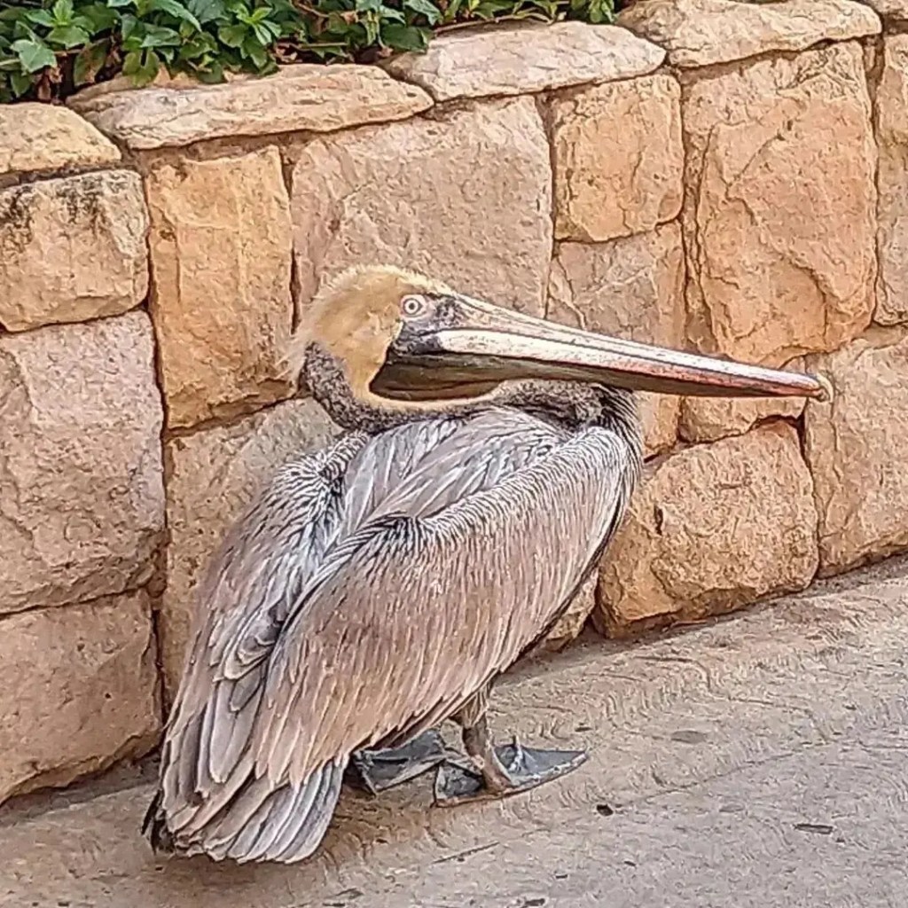 Encuentran un pelícano con síntomas de gripe Aviar en calle Arismendi de&nbsp;Lechería