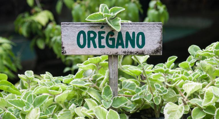 Orégano ayuda a prevenir problemas cardíacos, digestivos y de&nbsp;estreñimiento