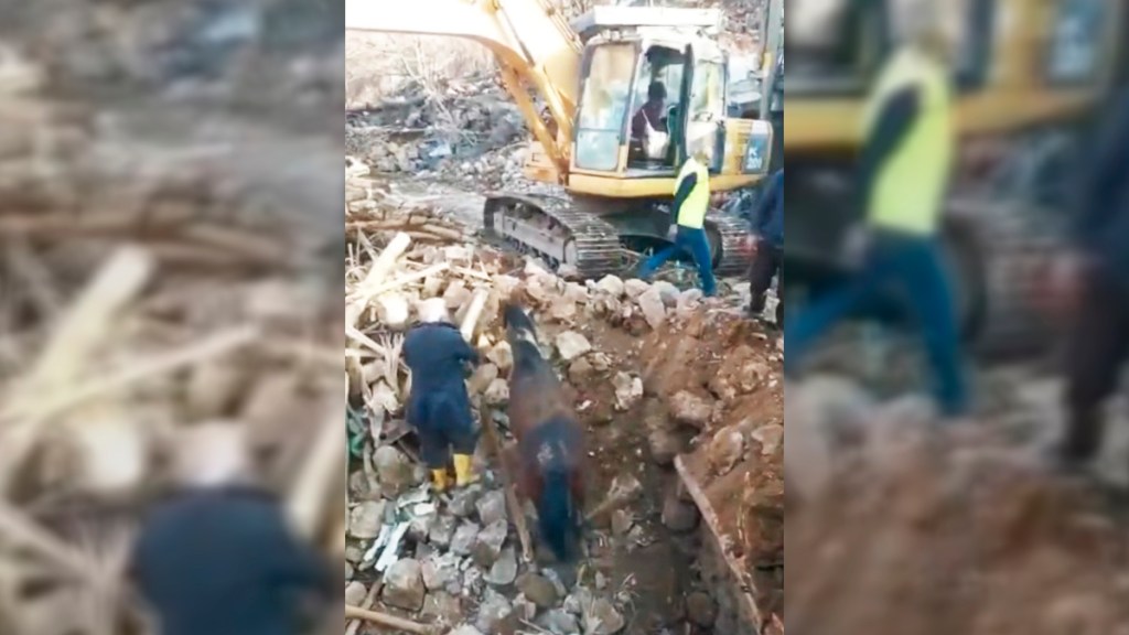 Rescatan a caballo en Turquía tras 21 días entre escombros del&nbsp;sismo
