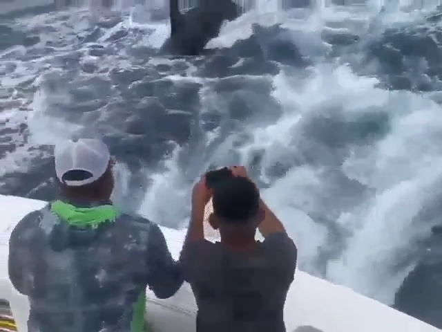 Avistaron orcas en Caraballeda, La&nbsp;Guaira