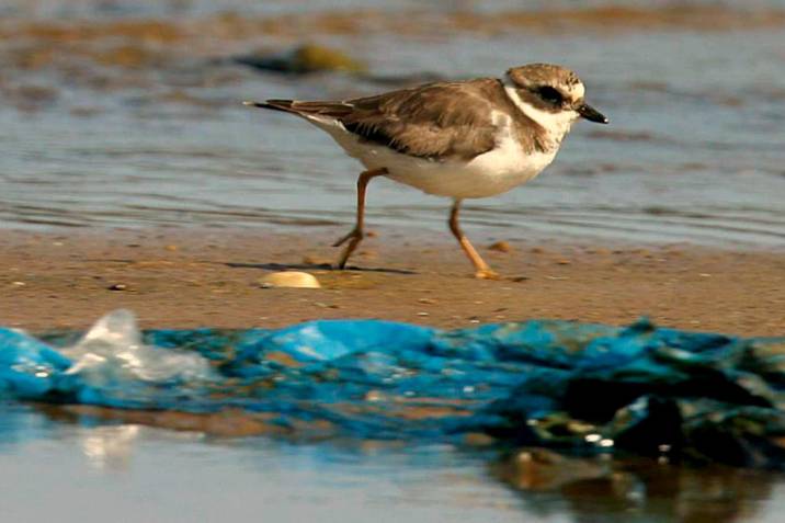 Plasticosis: la nueva enfermedad que afecta a las aves por la contaminación por&nbsp;plásticos