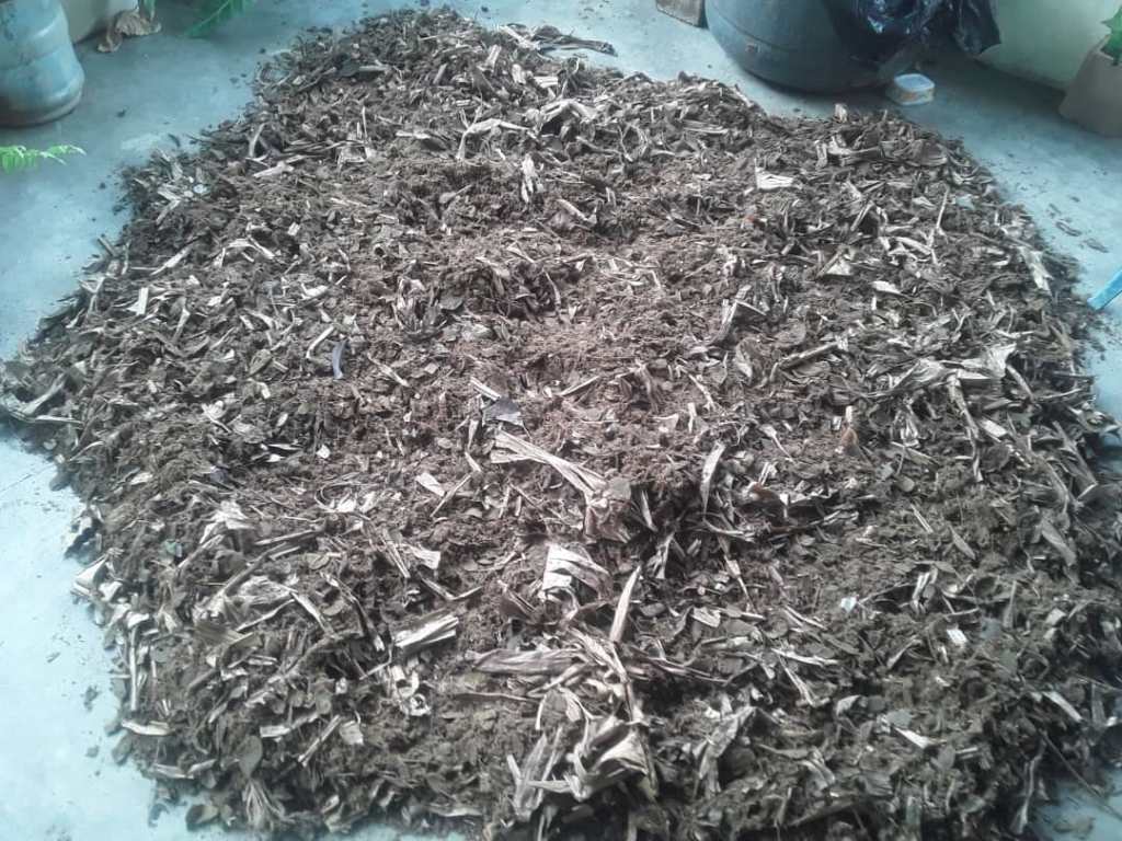 Bokashi: El abono milenario con vigencia en suelos productivos del Municipio&nbsp;Independencia