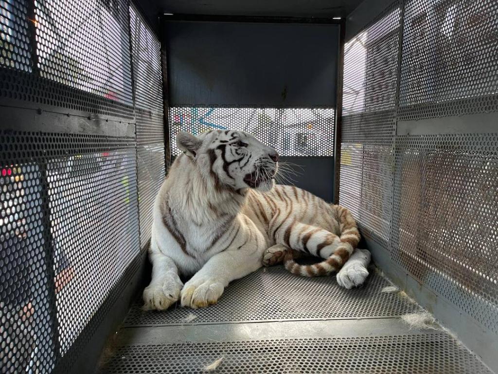 Llegan al país cuatro tigres&nbsp;blancos