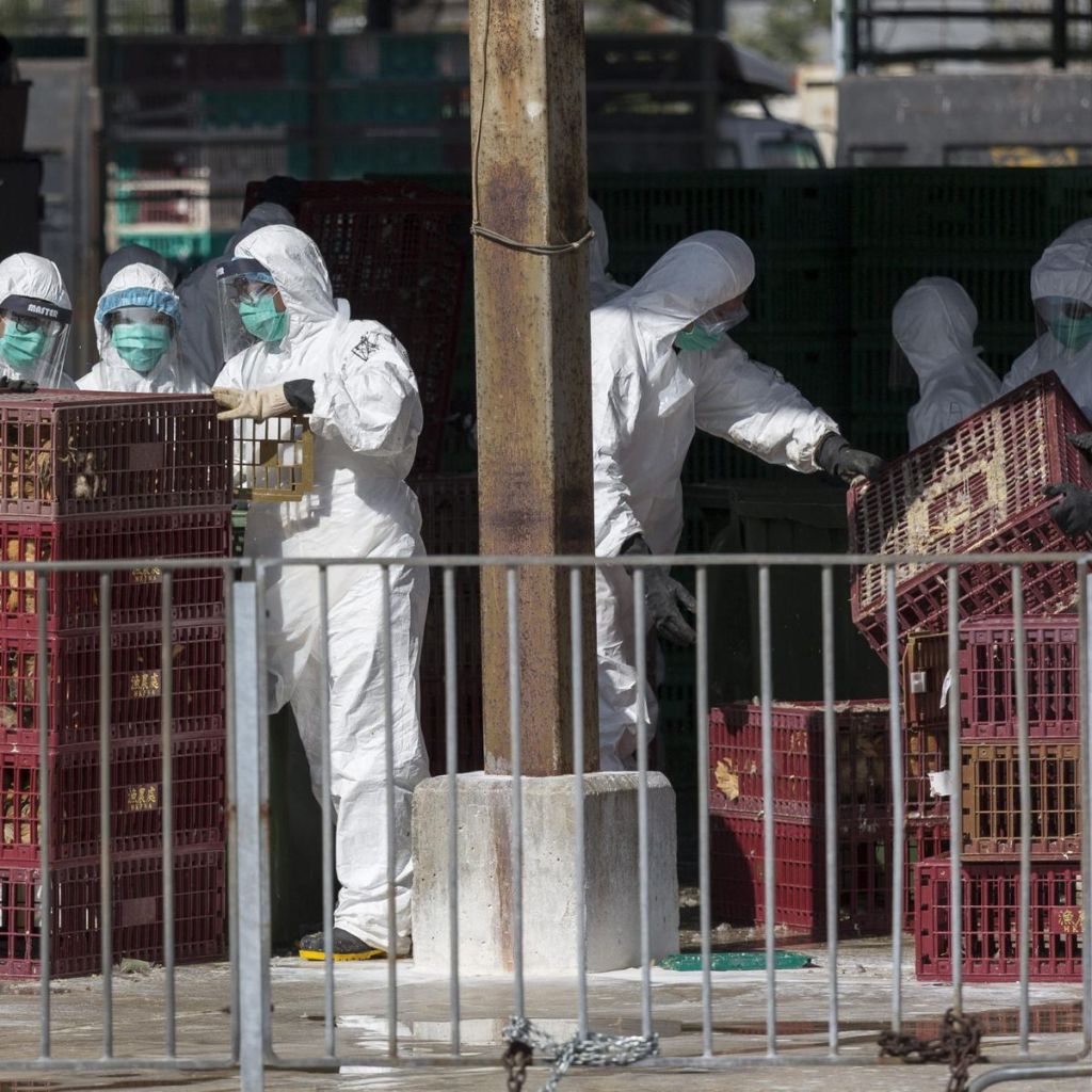 La OMS registra en China la primera muerte por gripe aviar H3N8 en el&nbsp;mundo
