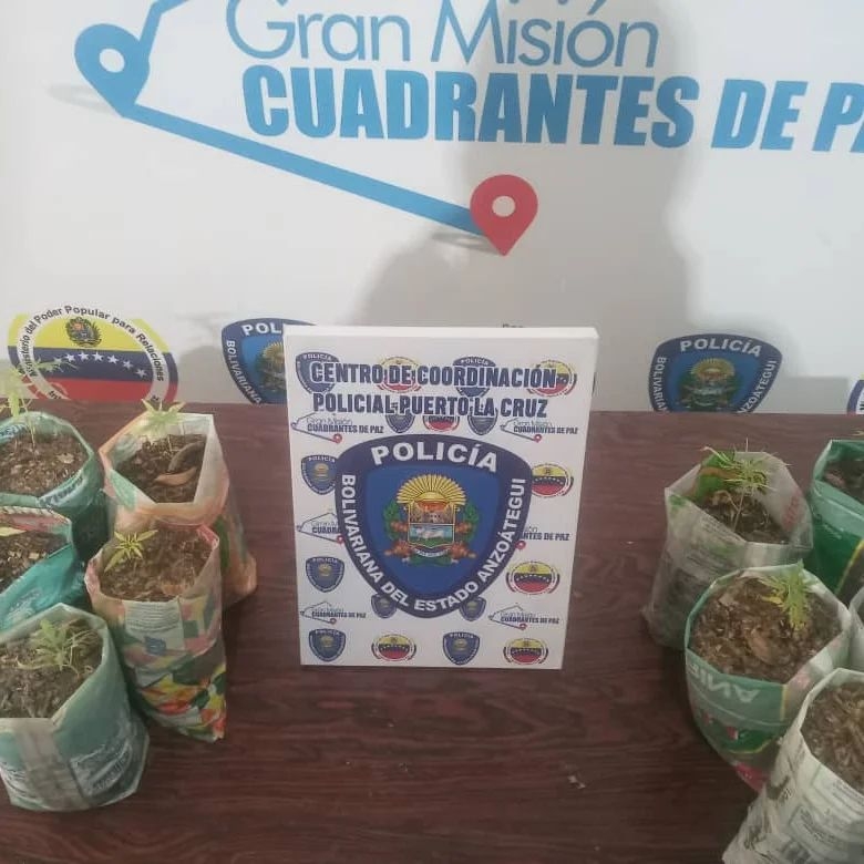Decomisan 10 plantas de marihuana en u a vivienda en Puerto La&nbsp;Cruz