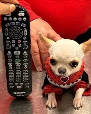 Una chihuahua entra al libro Guinness como el perro más pequeño del&nbsp;mundo