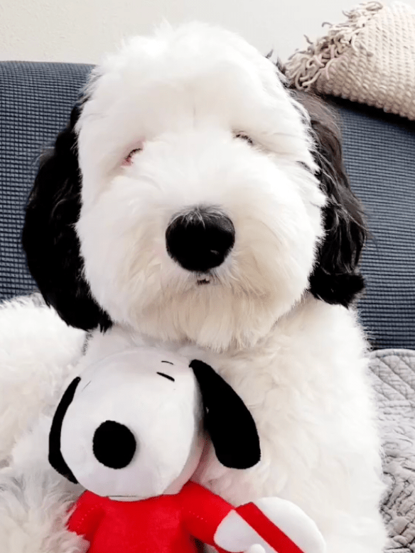 ¡Snoopy es real! Conoce a Bayley, la doble del perro de dibujos&nbsp;animados