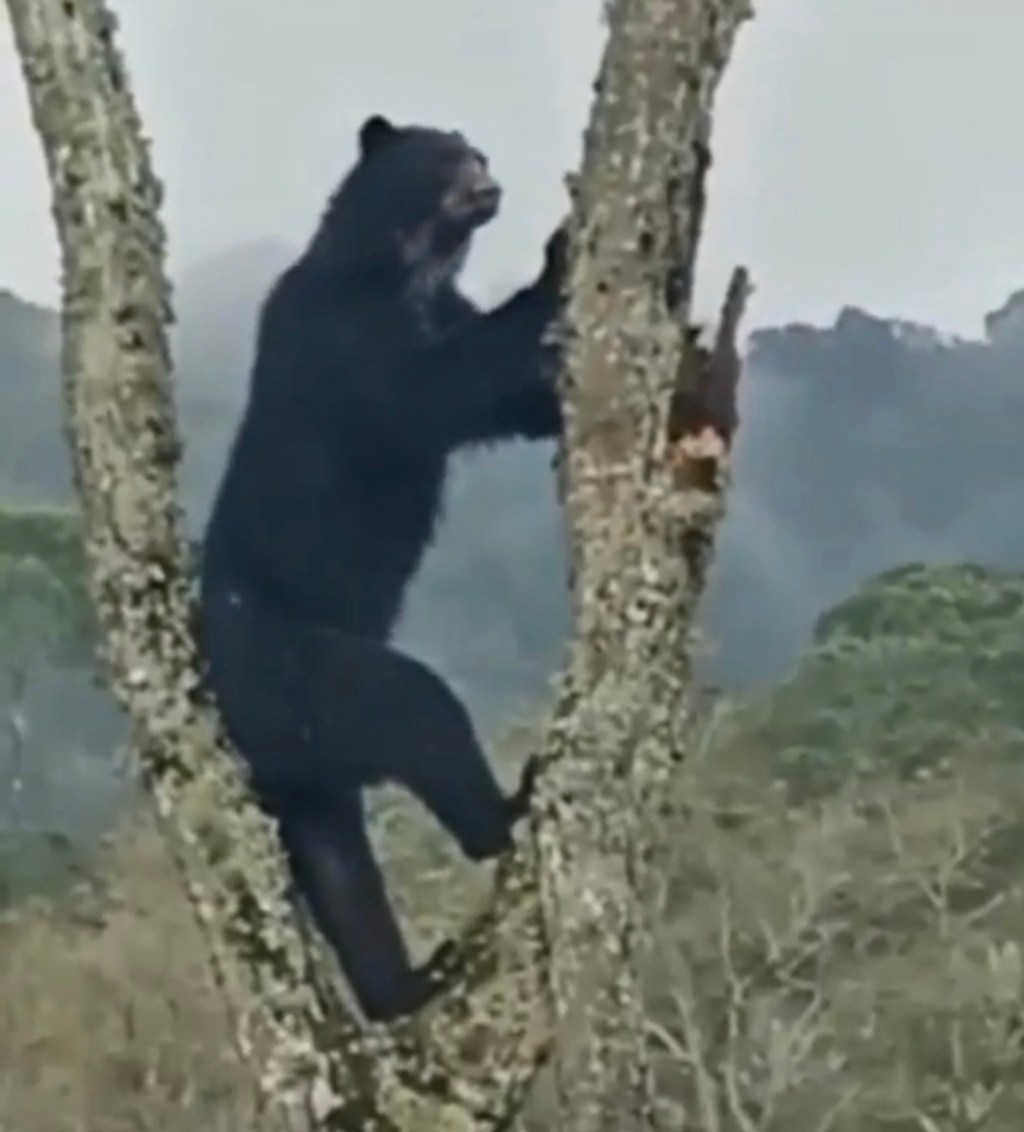 Informan del avistamiento de un oso frontino en el avistamiento de un oso frontino en&nbsp;Lara