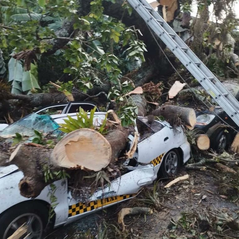Un herido y tres vehículos aplastados al desplomarse varios árboles en&nbsp;Mérida