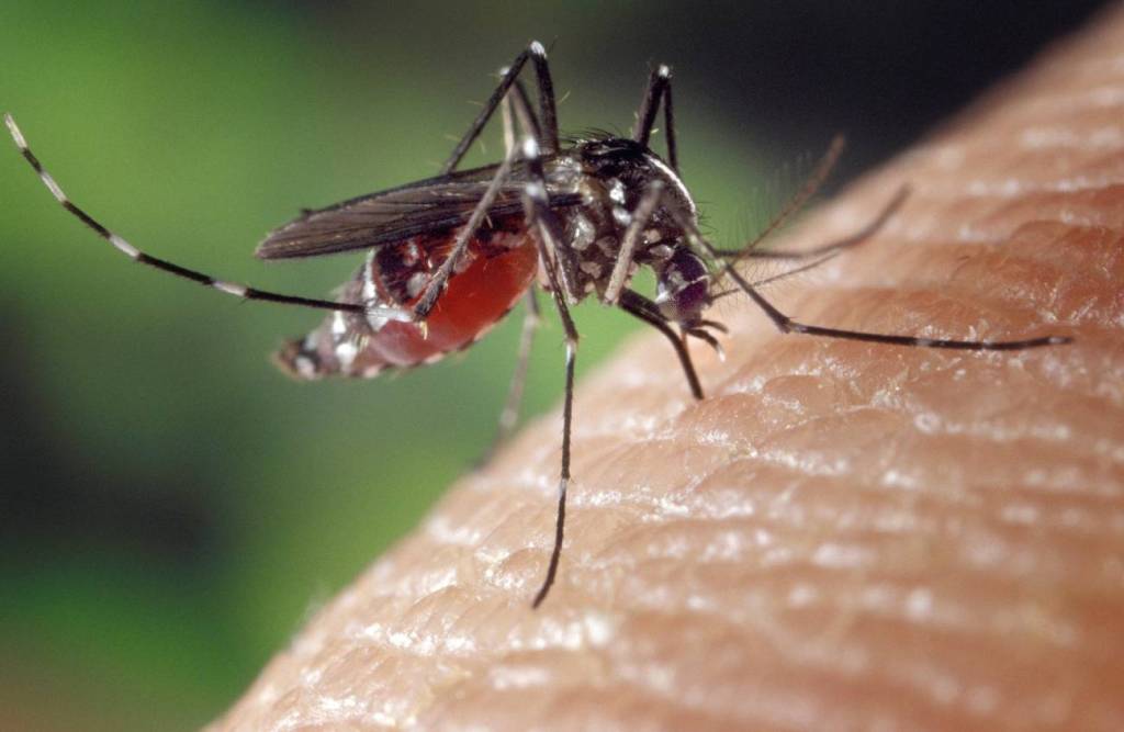 Dengue, Chikungunya o Zika, algunas de las enfermedades que pueden llegar con las&nbsp;lluvias