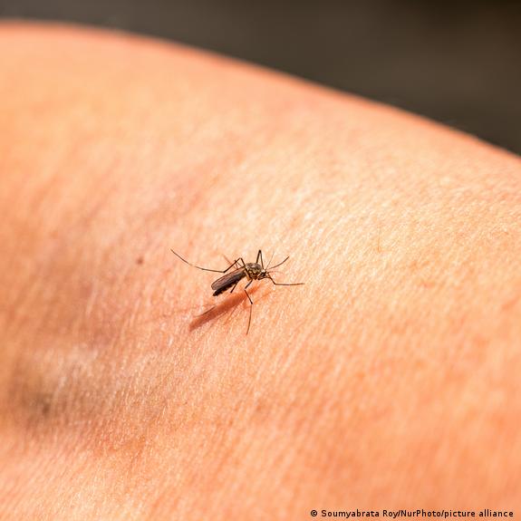 Resultados positivos de nueva vacuna contra&nbsp;chikungunya