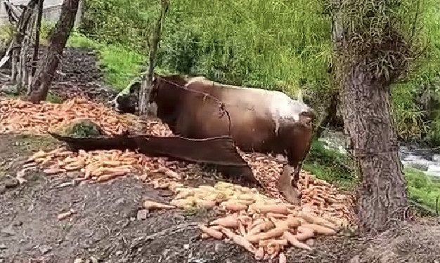 Productores del campo pierden sus cosechas por falta de&nbsp;combustible