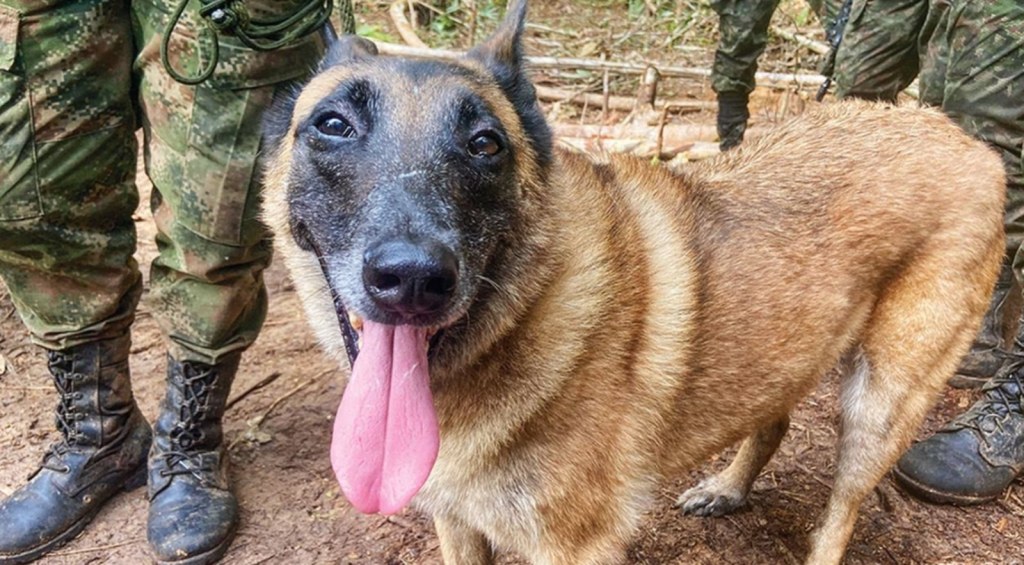Cancelaron la búsqueda de Wilson, el perro que ayudó a rescatar a los niños en selva&nbsp;colombiana