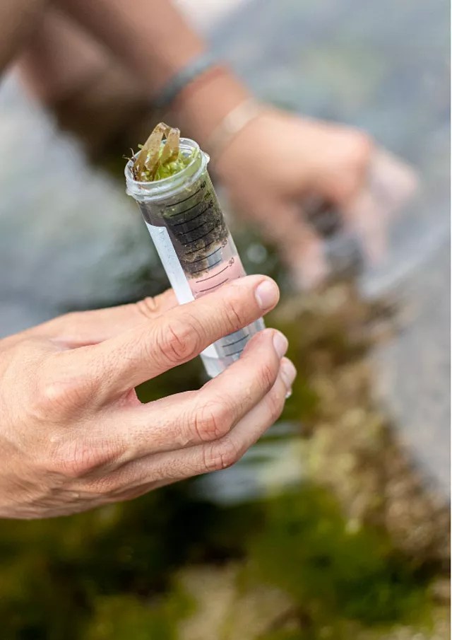 Náuseas, ojos rojos y fatiga: las algas tóxicas están causando síntomas similares a los de la gripe en el Océano&nbsp;Atlántico