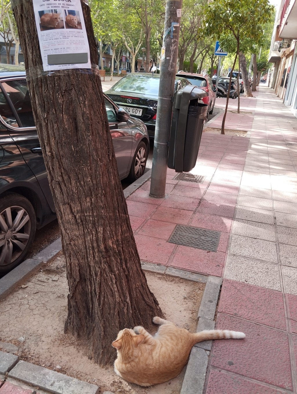 Un gato perdido se hizo viral al ser captado mirando su propio cartel de “se&nbsp;busca”