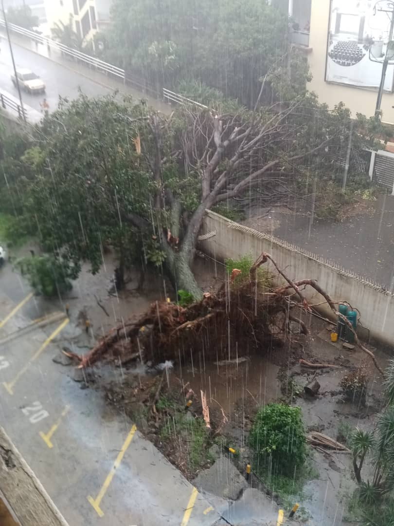 Lluvias en Caracas dejaron árboles caídos e&nbsp;inundaciones