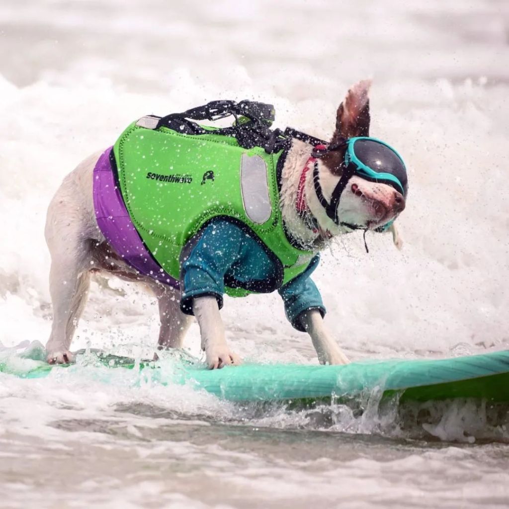 Las increíbles imágenes del Campeonato Mundial de surf&nbsp;canino