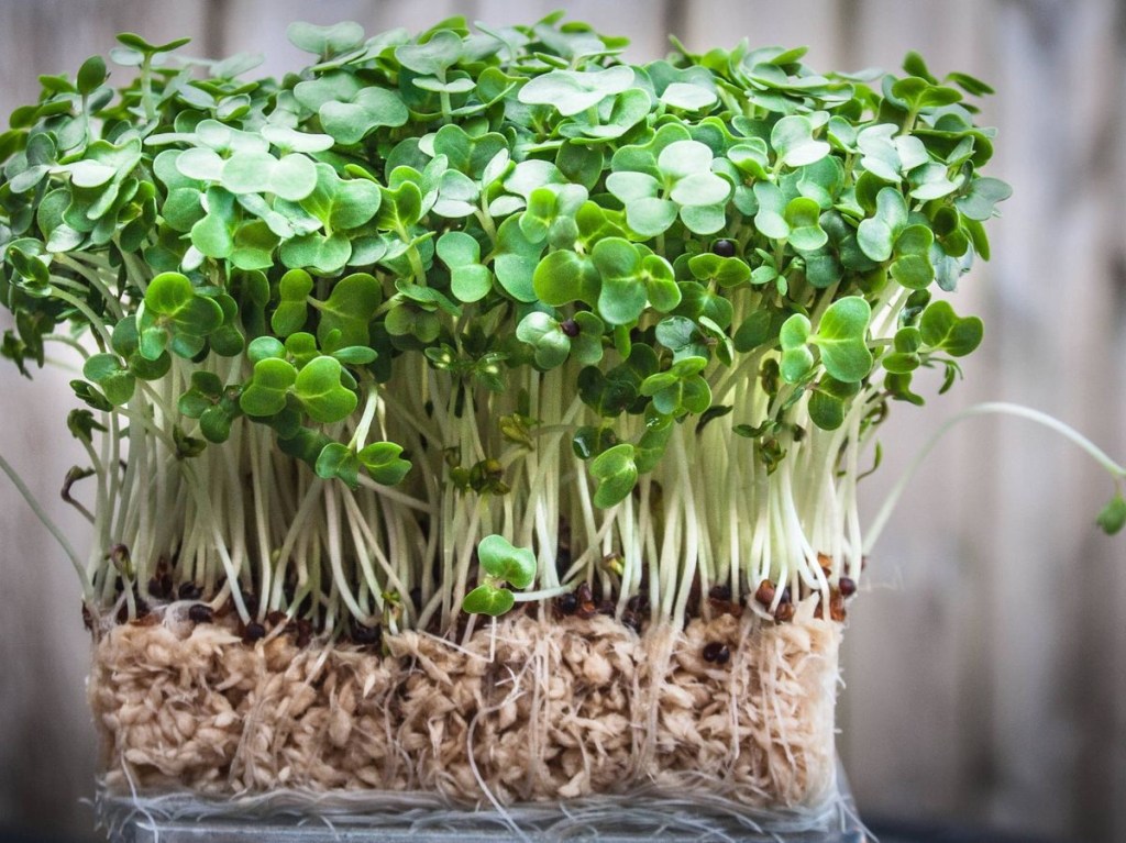 Berro: El alimento más saludable del mundo según&nbsp;investigadores