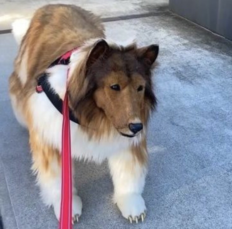 Hombre japonés gastó más de 13 mil dólares para convertirse en un&nbsp;perro