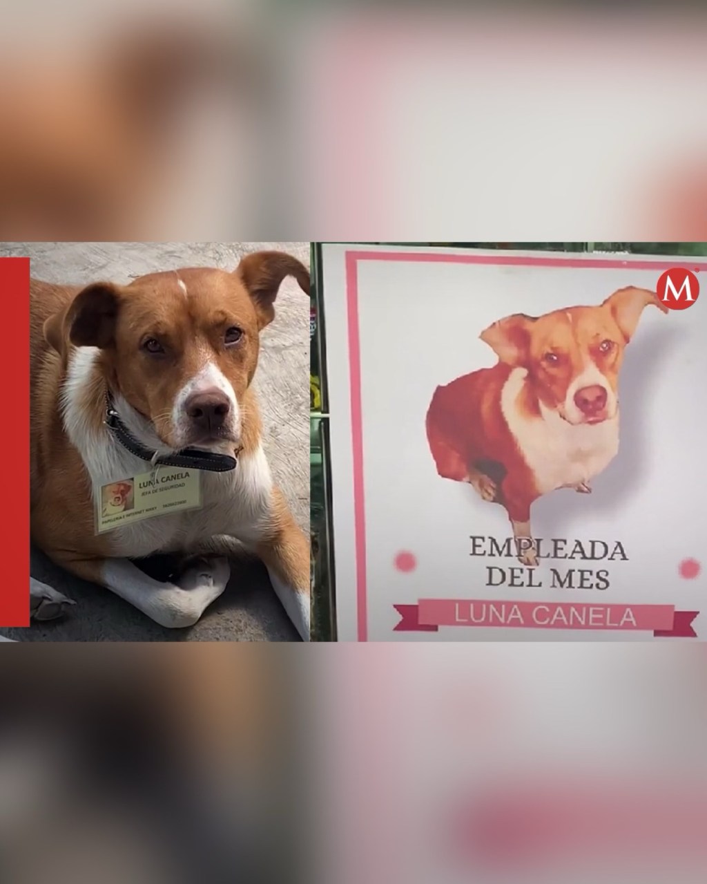 Una perrita abandonada es tendencia tras ser contratada en un papelería como jefa de&nbsp;seguridad