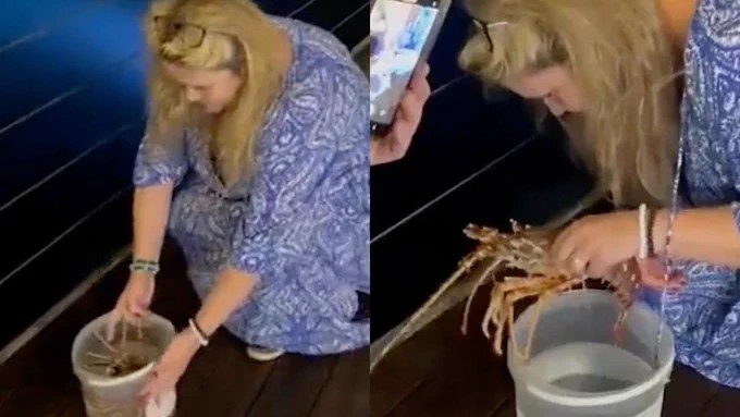 Una turista compró una langosta en un restaurante de lujo y luego la liberó en el mar&nbsp;(+VIDEO)