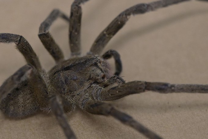¡Entérese! Veneno de araña podría combatir la disfunción&nbsp;eréctil