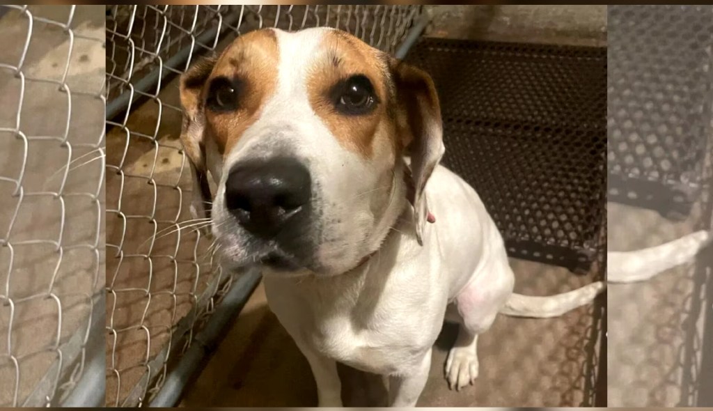 El mensaje de Lola, la perrita que buscó ayuda y fue rescatada por la&nbsp;policía