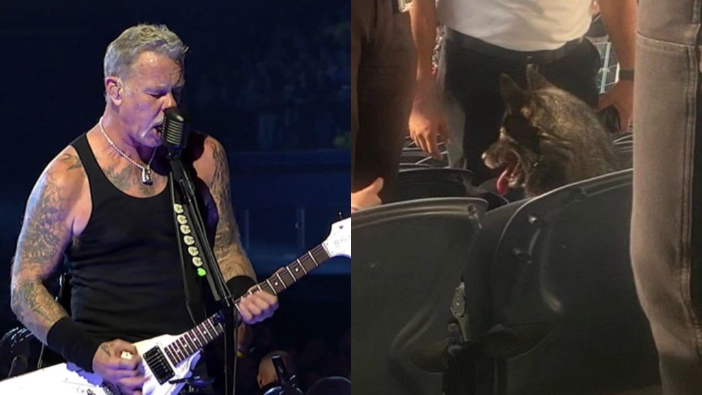 Perrita se escapo de casa para ver un concierto de&nbsp;Metallica