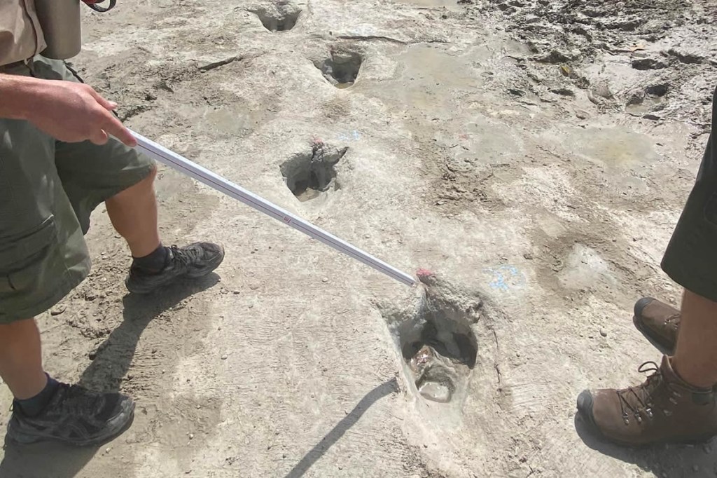 Encuentran huellas de dinosaurio en&nbsp;Texas