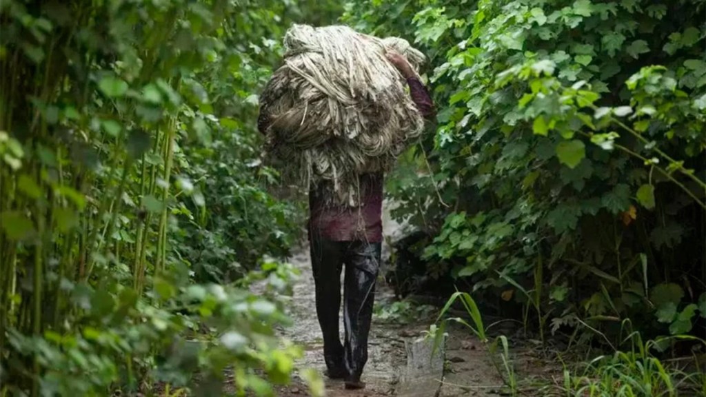 Rescatan a 532 personas que eran esclavizadas en&nbsp;Brasil