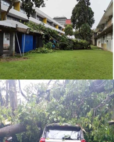 Lluvias dejaron calles anegadas y arboles caídos en&nbsp;Caracas