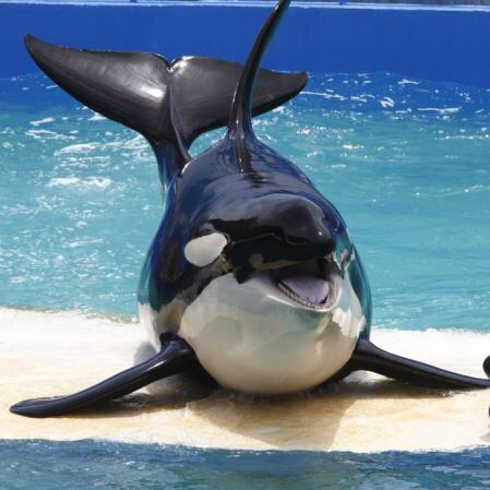 Restos de la orca Lolita fueron entregados a la tribu nativa Lummi en&nbsp;Washington
