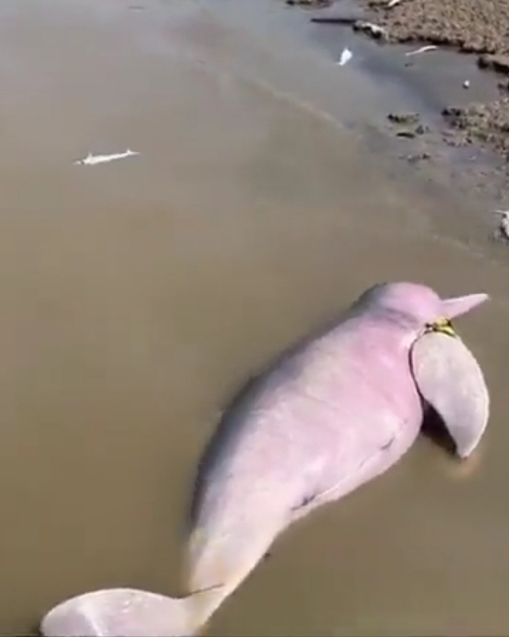 Ola de calor y sequía provoca muerte de más de 100&nbsp;Delfines