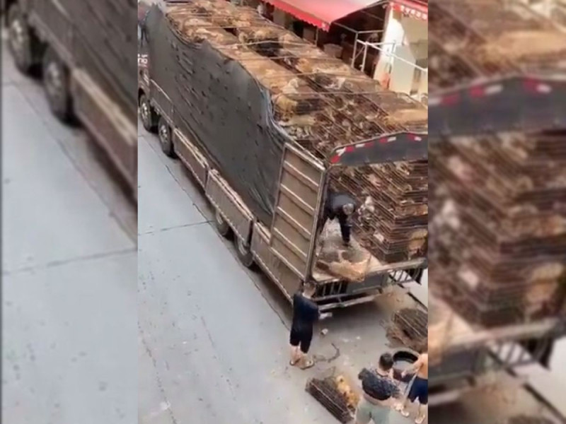 Desgarrador | En China descargan jaulas con perros para su venta en mercado de carne&nbsp;(video)