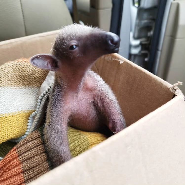 Salvado un ejemplar de oso melero en Anzoátegui y fue trasladado a zoológico en&nbsp;Monagas
